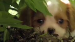 音乐短片 - 奇趣狗狗成长