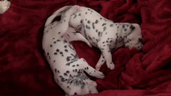 音乐短片 - 阿拉斯加雪橇狗狗