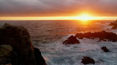 音乐短片 - 愿做爱你的那只狗