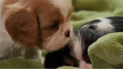 音乐短片 - 雪橇狗狗