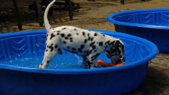 音乐短片 - 布丁狗狗