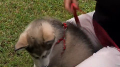 音乐短片 - 狗狗成长 popolo