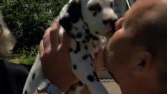 音乐短片 - 狗狗日记结语篇