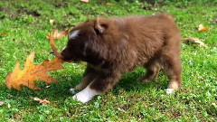 音乐短片 - 可爱小宠物