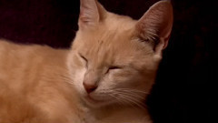 音乐短片 - 小猫猫