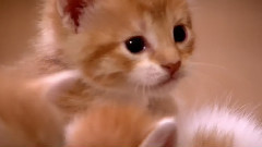 音乐短片 - 萌宠 2