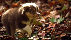 音乐短片 - 萌宠成长 2