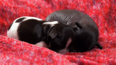 音乐短片 - 狗狗 1