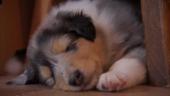 音乐短片 - 快乐狗狗