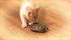 音乐短片 - 小猫 JOJO