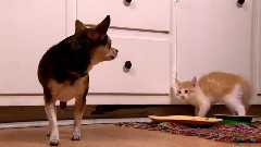 音乐短片 - 甜美萌宠