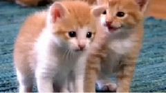 音乐短片 - 狗狗 2