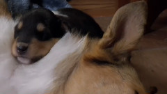 音乐短片 - 狗狗 3