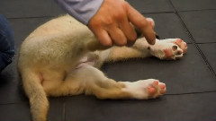 音乐短片 - 狗狗 5