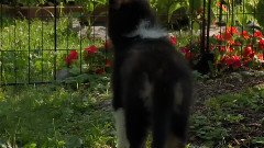 音乐短片 - 狗狗 6