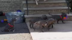 音乐短片 - 狗狗 7