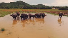 音乐短片 - Koh Yao Noi