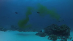 原创 - What Does Manta Poo Taste Like