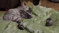 音乐短片 - 猫猫 5