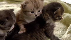 音乐短片 - 猫猫 2