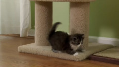 音乐短片 - 猫猫 8