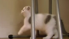 音乐短片 - 猫猫 6