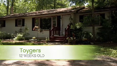 音乐短片 - 猫猫 9