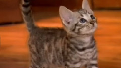 音乐短片 - 猫猫 4