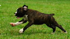 音乐短片 - 狗狗 10