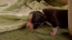 音乐短片 - 狗狗 11