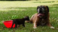 音乐短片 - 狗狗 12