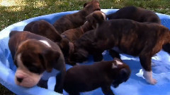 音乐短片 - 狗狗 11