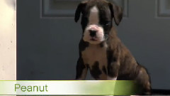 音乐短片 - 狗狗 13