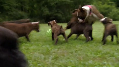 音乐短片 - 狗狗 15