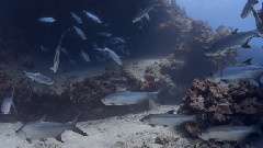 音乐短片 - Tarpon Cave At Turtle Reef Grand Cayman 4K-HD