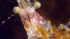 音乐短片 - Panasonic GH 4 Auto