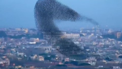 音乐短片 - Сергей Жуков И Женя Рассказова - Стая