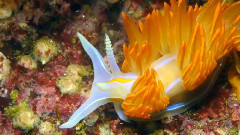 音乐短片 - Monterey