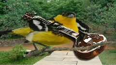 音乐短片 - Inspiring Iora