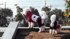 音乐短片 - I Love You