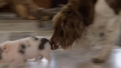 音乐短片 - 狗狗 14