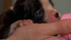 音乐短片 - 狗狗 16