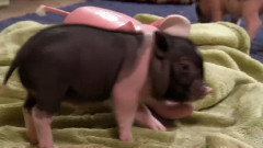 音乐短片 - 宠物小猪