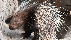 音乐短片 - 宠物小刺猬