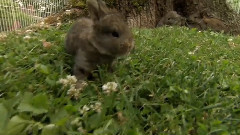 音乐短片 - 特殊的宠物