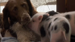 音乐短片 - 萌宠小兔兔