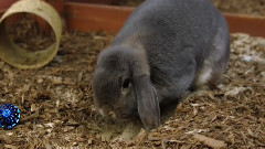 音乐短片 - 萌宠猪猪