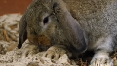 音乐短片 - 兔兔可爱