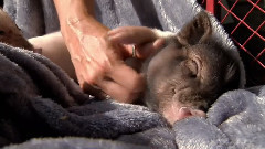 音乐短片 - 宠物猪