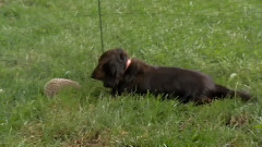 音乐短片 - 宠物猪猪 2016